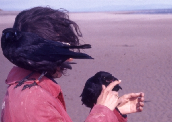 Researcher Barbara MacRoberts with ABRG pet crows Nikon and Rolleiflex