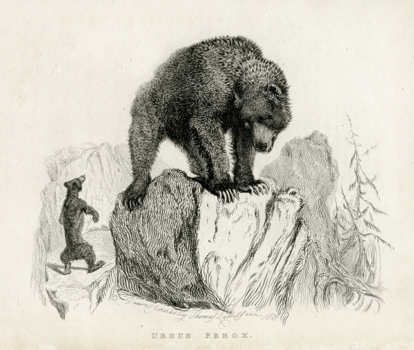 Grizzly bear by Thomas Landseer, 1829