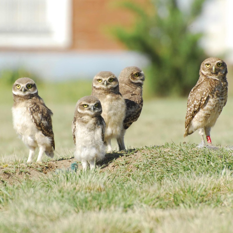 Burrowing owls