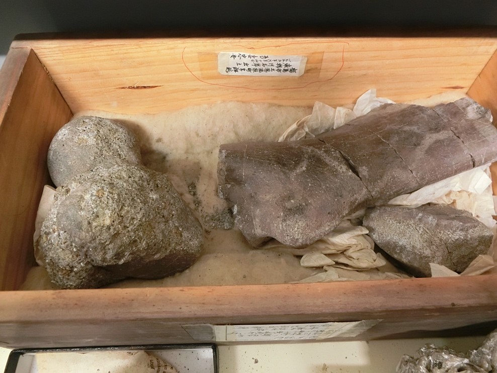 Dinosaur 3