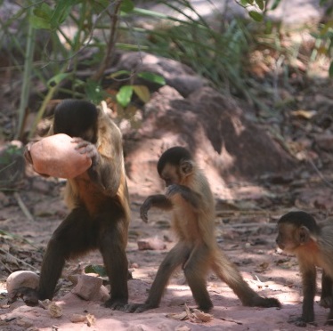 Wild bearded capuchin monkey is striking an intact piacava nut with a quartzite stone hammer