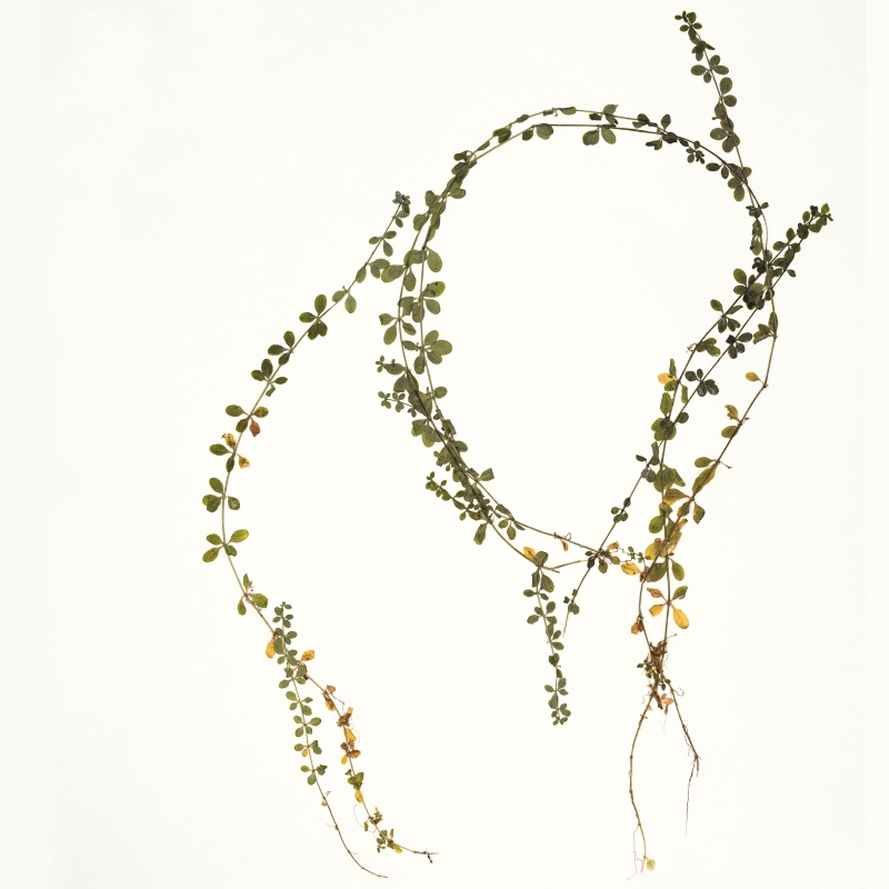 Galium trifidum herbarium specimen