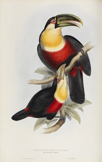 Red-breasted toucan, by John and Elizabeth Gould