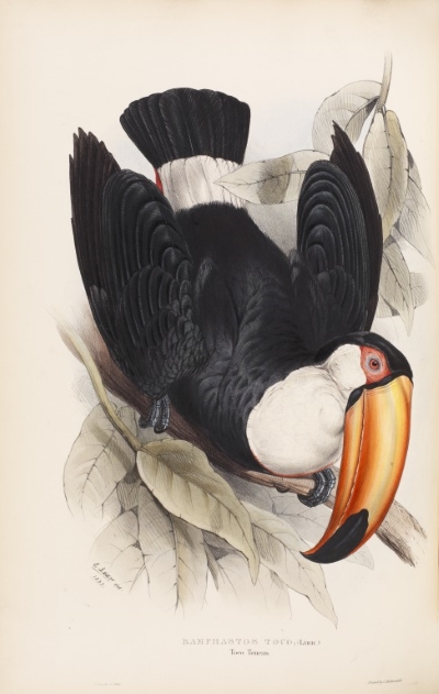 The toco toucan, by Edward Lear