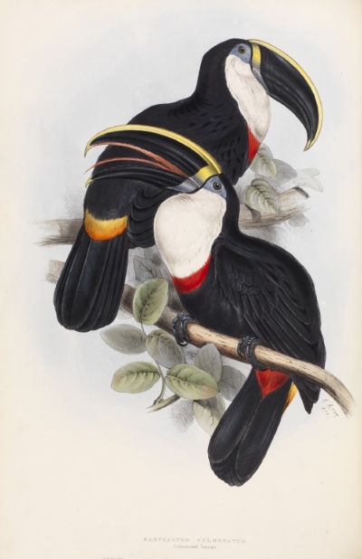 The culmenated toucan, by Edward Lear