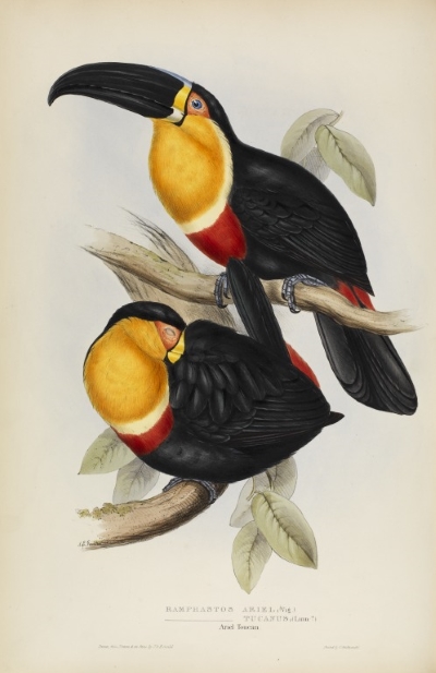 The ariel toucan, by John and Elizabeth Gould