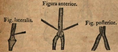 Illustration of a parrot dissection, from Acta medica et philosophica Hafniensia, 1673