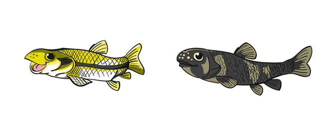 Fathead minnow, Pimephales promelas (left: female, right: male) (Credit: S. Salinas)