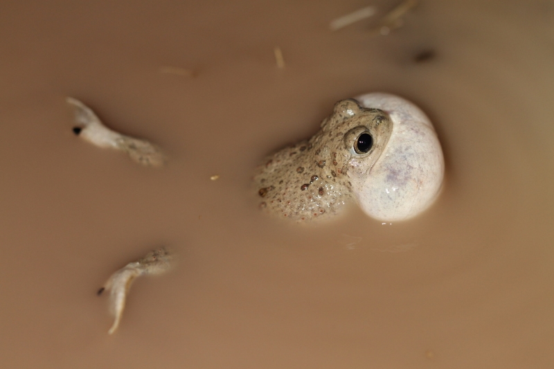 A male Mexican spadefoot toad (Spea multiplicata) calling a mate (Credit: D. Pfennig)