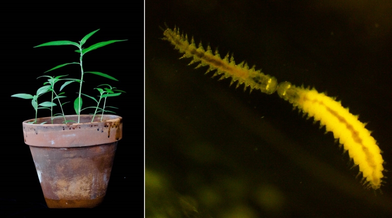 Parental conditions affected Polygonum seedlings (Credit: S. Sultan) and the marine polychaete Ophryotrocha labronica (Credit: M. Jarrold and L. Chakravarti).