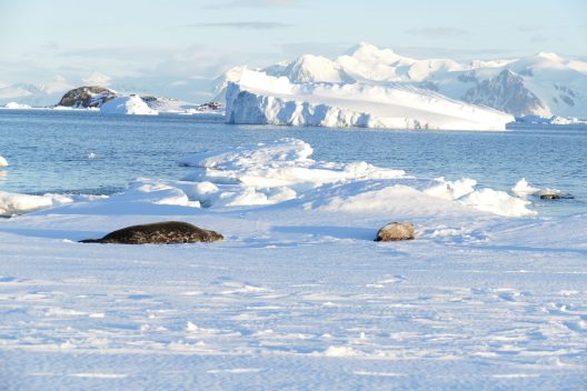 Weddell seals and icebergs at Rothera Point, Antarctica