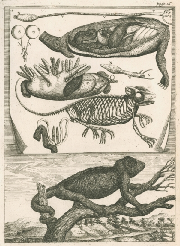 Richard Waller’s reproduction of Le Clerc’s plate â€˜Engraving of the chameleon’, 1688