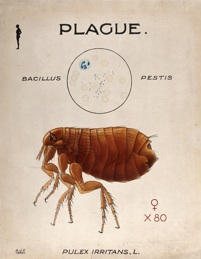 Spores of Bacillus pestis which caused the plague and its vector the human flea (Pulex irritans). Coloured drawing by A.J.E. Terzi. 