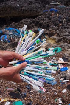 Some of the plastic toothbrushes that have washed up on Aldabra