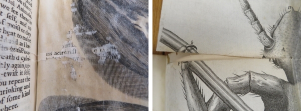 Damaged plates in Hooke's Micrographia