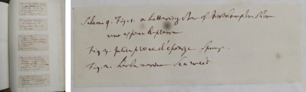 Handwritten slips at the back of Hooke's Micrographia