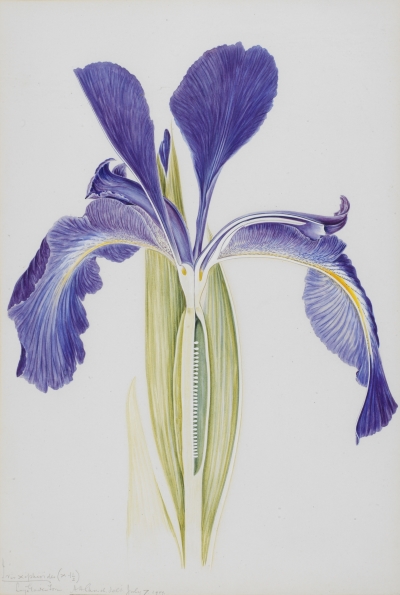 Iris xiphiodes, by Arthur Harry Church, 1907