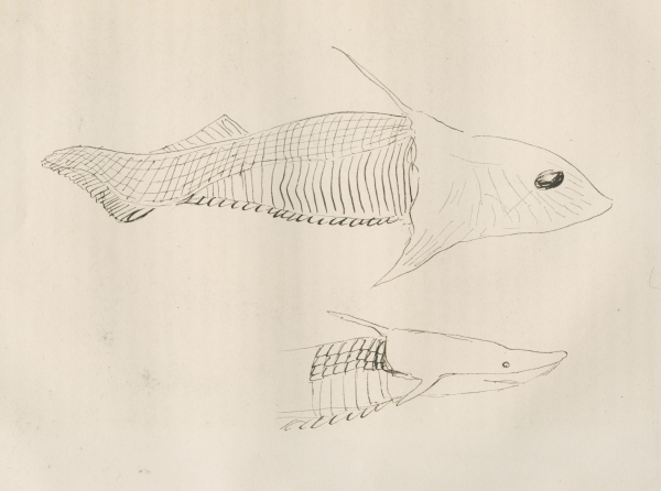 Fish left within Louis Agassiz’s work on fossils
