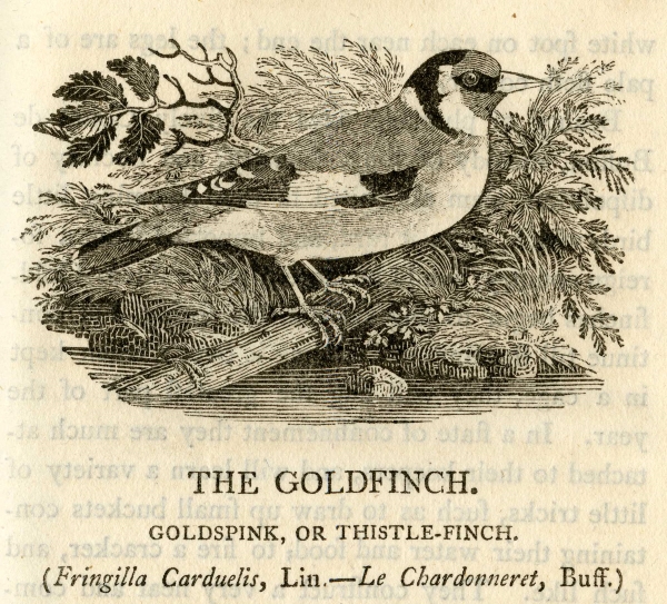 Goldfinch, by Thomas Bewick