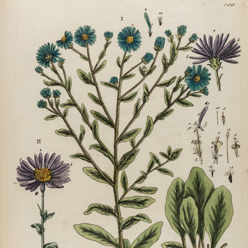 Cyanus major (cornflower), from Herbarium Blackwellianum