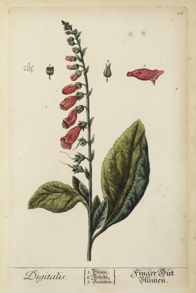Digitalis (foxglove), from Herbarium Blackwellianum