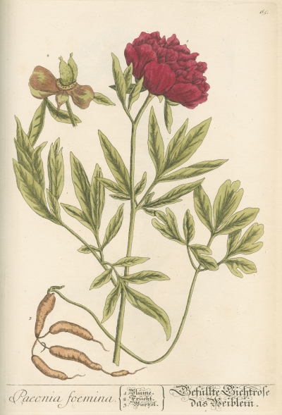 Paeonia foemina (peony), from Herbarium Blackwellianum