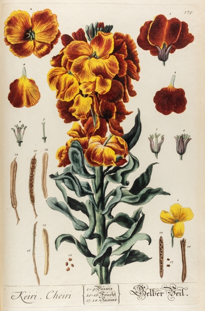Keiri, Cheiri (erysimum), from Herbarium Blackwellianum
