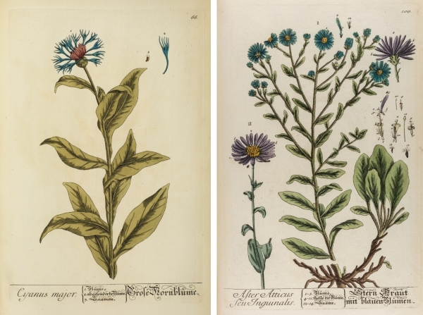 Cyanus major (cornflower) and Aster atticus (European Michaelmas-daisy), from Herbarium Blackwellianum