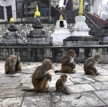 Small primates in Nepal