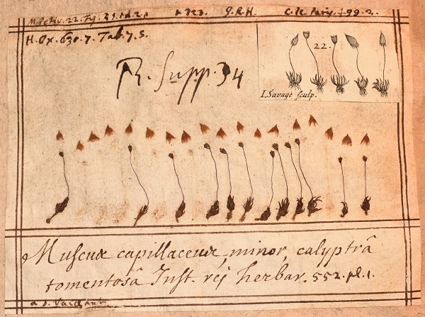 Moss specimens received by Petiver from French botanist Sebastian Vaillant