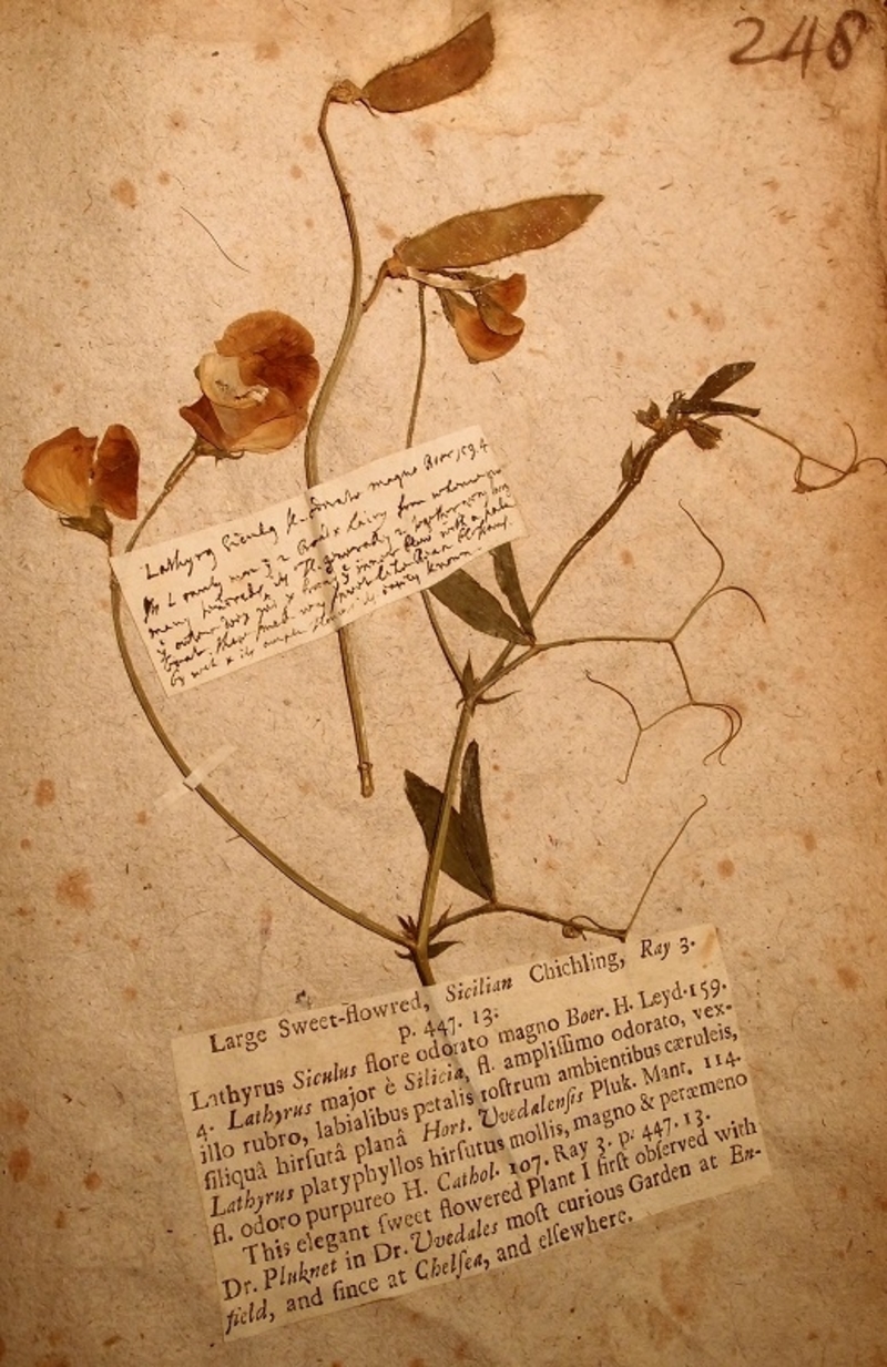 An early cultivated specimen of a sweet pea (Lathyrus odoratus) from Petiver's herbarium