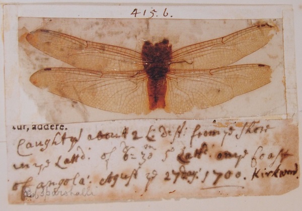 A dragonfly caught for Petiver by the ship's surgeon John Kirckwood near Angola on 27 August 1700