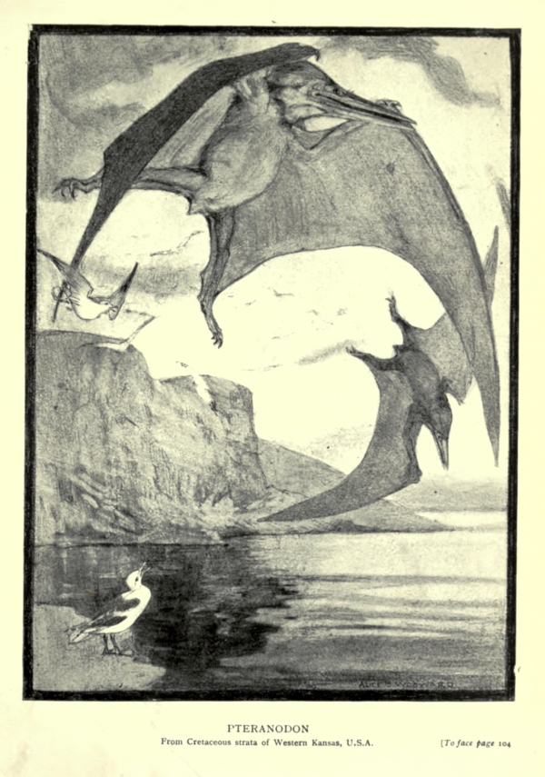'Pteranodon', by Alice Bolingbroke Woodward, from Henry Knipe's 'Evolution in the past' (1912) - Wikimedia Commons