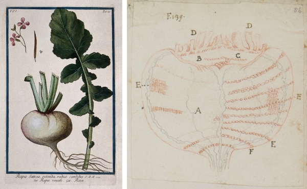Turnips: (L) etching by M Bouchard, 177-. Credit: Wellcome Collection (R) red chalk drawing by Marcello Malpighi, 1678