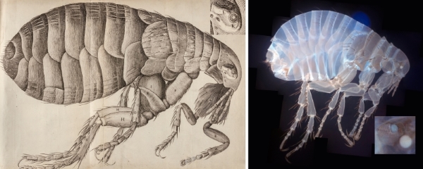 Fleas from Hooke's Micrographia (1665) and photographed Dr Brad Amos FRS using a mesolens (2010)