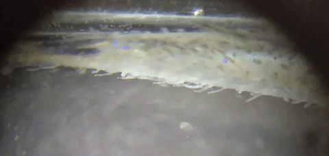 Uninfected guppies avoid infected guppies