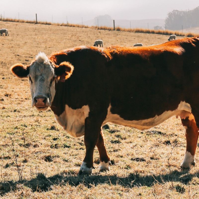 Cattle graze on land in Marin County, California. Land management practices that store carbon, as well as technological approaches for carbon dioxide removal, are essential components of fighting climate change. 