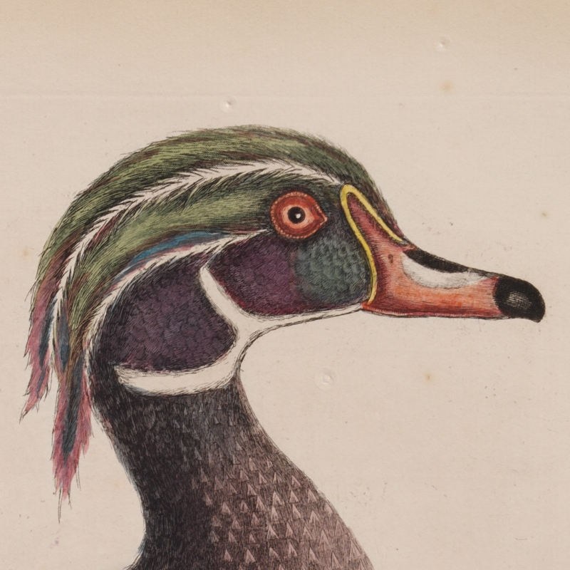 Wood duck by Mark Catesby, 1731 (detail)