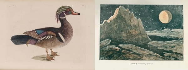 Two book illustrations from the Royal Society Picture Library
