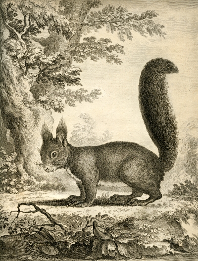 Red squirrel by Buffon and Daubenton, 1758