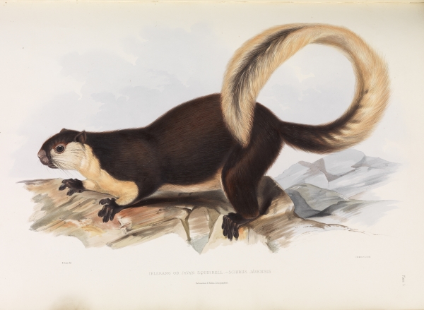 Malayan giant squirrel by Edward Lear, 1846