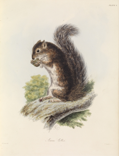 Mexican tree squirrel by Edward Lear, 1839