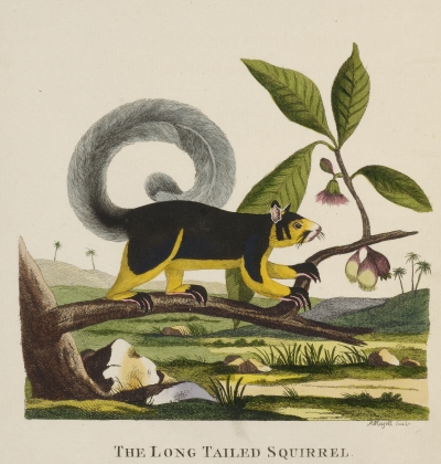 Indian giant squirrel by Thomas Pennant, 1790