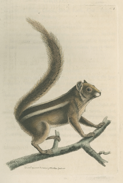 Indian palm squirrel by Richard Polydore Nodder, 1815