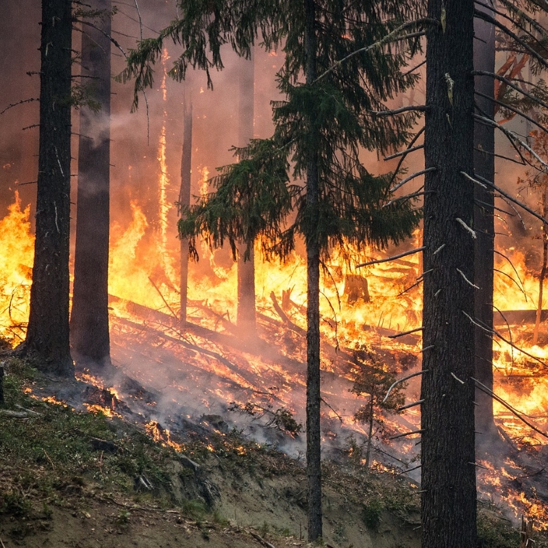 Wildfire burns trees