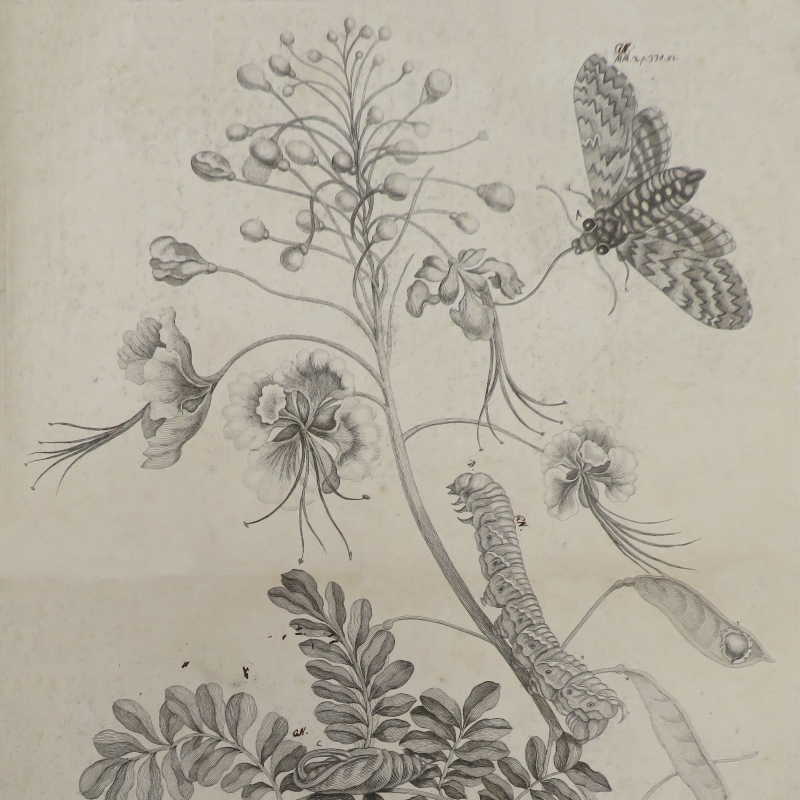 Flos pavonis, by Maria Sibylla Merian, 1705 (detail)