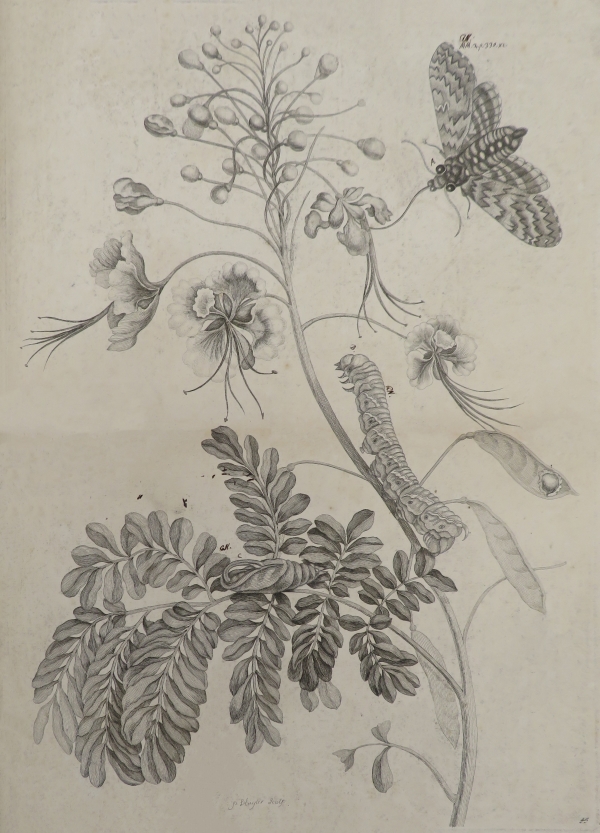 Flos pavonis, by Maria Sibylla Merian, 1705