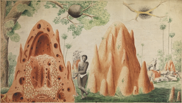 Unknown man posing beside termite colony in Sierra Leone, 1781