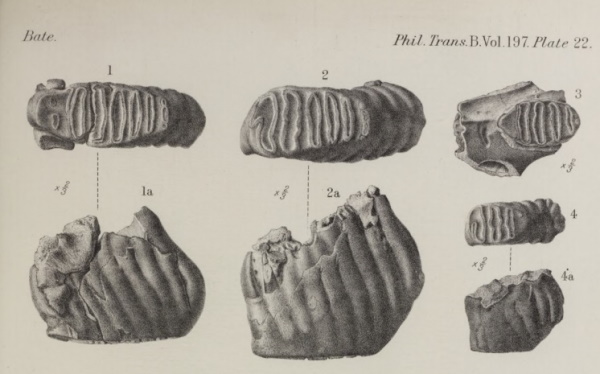 The molars of Elephas cypriotes, discovered by Dorothea Bate