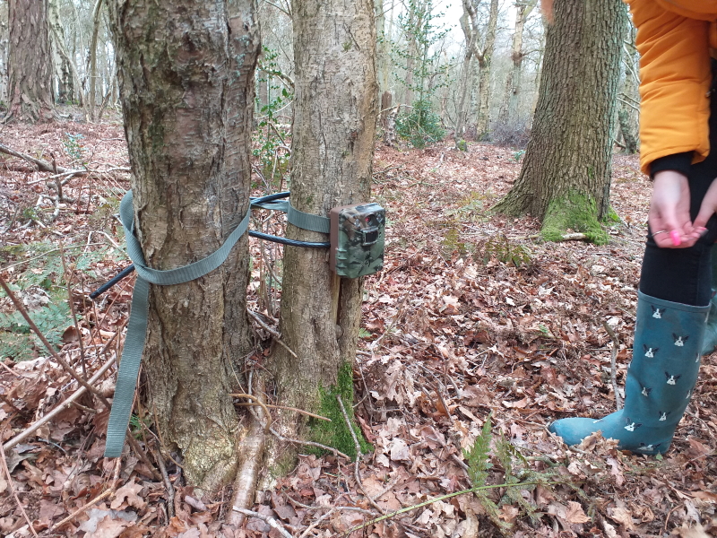 A camera trap attached to a small tree trunk